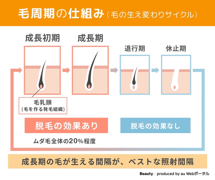 毛周期の仕組み　成長期の毛が生える間隔が、ベストな照射間隔