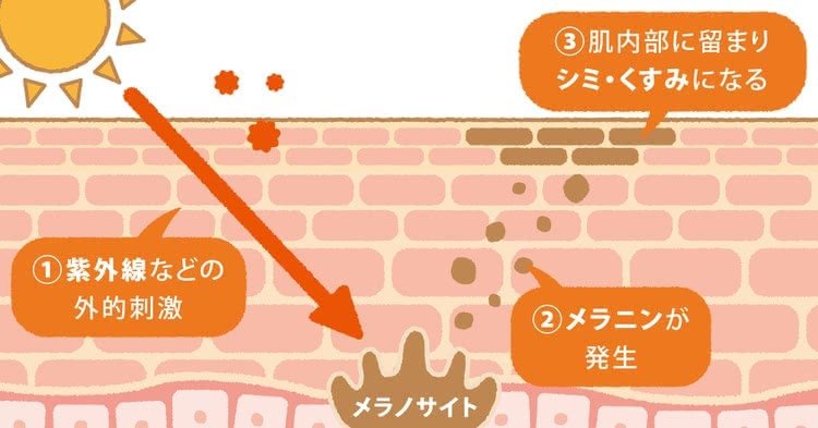 紫外線などの外的刺激によりメラニンが発生。肌内部に留まると、シミ・くすみになる。